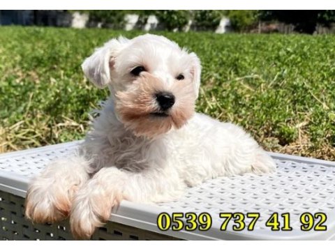 Üst düzey beyaz minyatür schnauzer bebekler