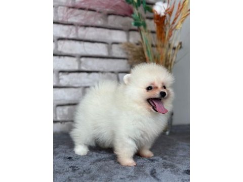 Pomeranian boo
