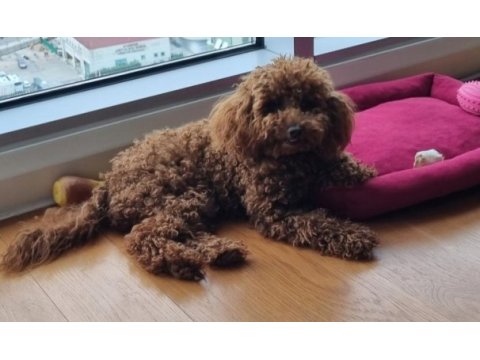 Toy poodle red brown kore safkan dişi-erkek yavrular