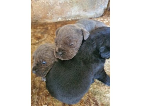 Blue cane corso yavrularımız