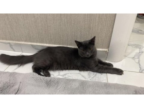 6 aylık russian blue oğluşum acil sahiplendirilecektir