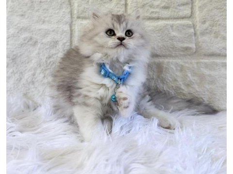 British shorthair beyaz erkek