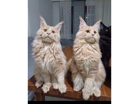 Dev kediler krem aslan erkek maine coon