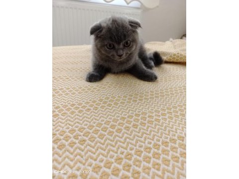 Safkan ırk scottish fold kediler