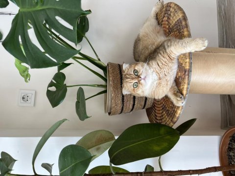 Prenses scottish fold kızımıza eş arıyoruz