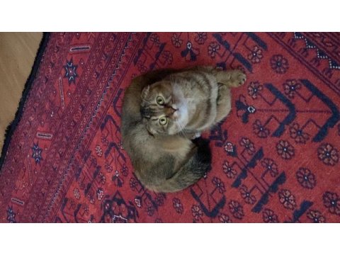 Scottish fold kedimize eş arıyoruz