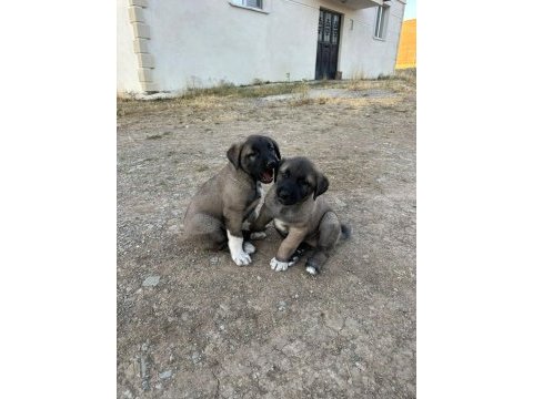 Orjinal sivas kangal yavruları