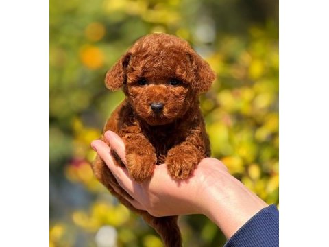 2.5 aylık üst kalite toy poodle dişi yavrumuz