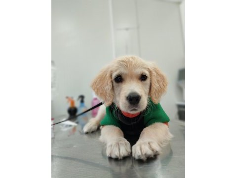 Golden retriever