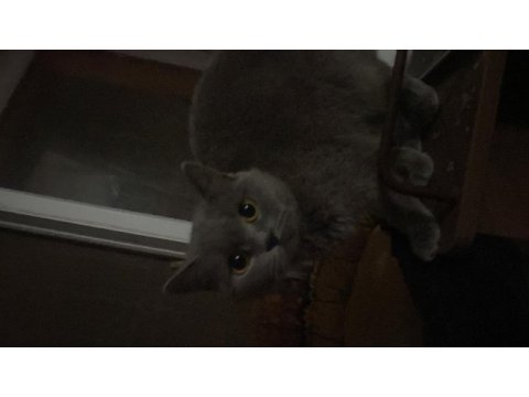 Acil sahiplendirme british shorthair