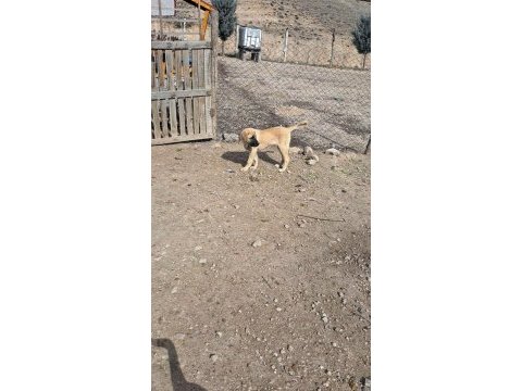 3.5 aylığa yakın dişi kaliteli yavru köpeğimiz