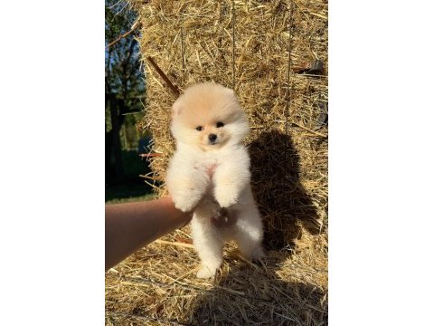 Yavru pomeranian boo köpekler
