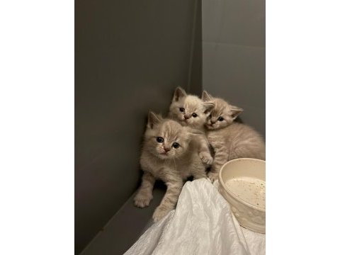 2 aylık british shorthair bebekler