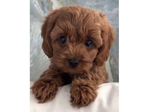 Maltipoo yavruları acık ve esmer renk çeşitlerr
