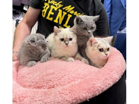 Scottish fold & british shorthair