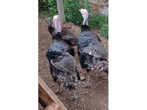 Damızlık aile yerli hindi