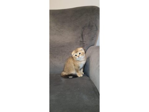 Golden safkan lynx scottish straight yavrular