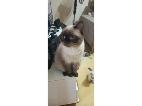 Minik british shorthair patiler