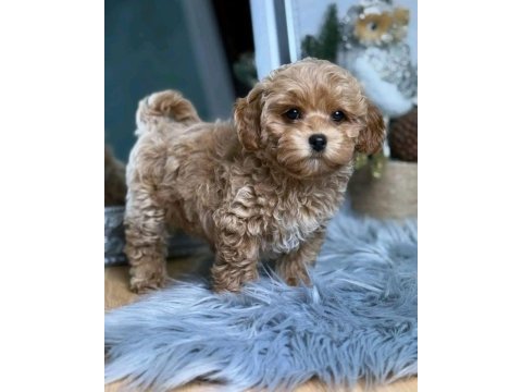 Tr nin en özel maltipoo yavruları