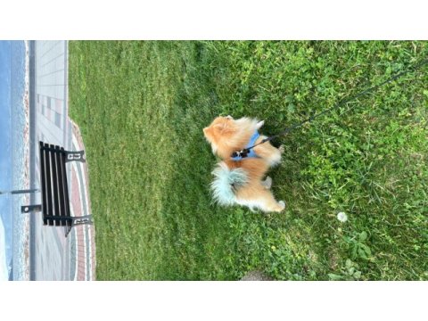 Pomeranian oğlumuza eş arıyoruz erkek çift testis