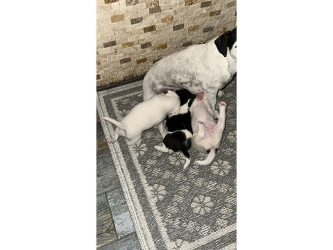 Fırlama jack russell show kalite