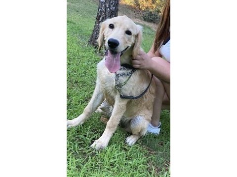 Eğitimli aşılı cipli golden retriever