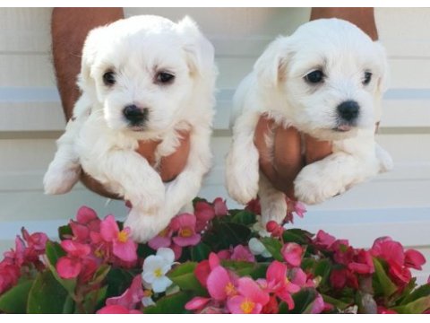Maltese-terrier çok sevimli yavrular