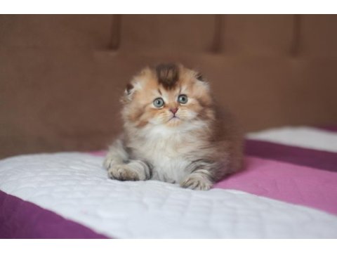 Üst kaliteli erkek by25 chocolate golden scottish fold