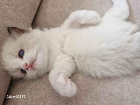 Ragdoll sealbicolor oğullarımızı sahiplendiriyoruz