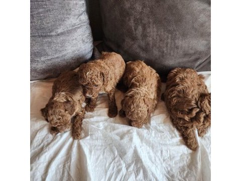 Anne altından evde bakılan kore kan mini poodle