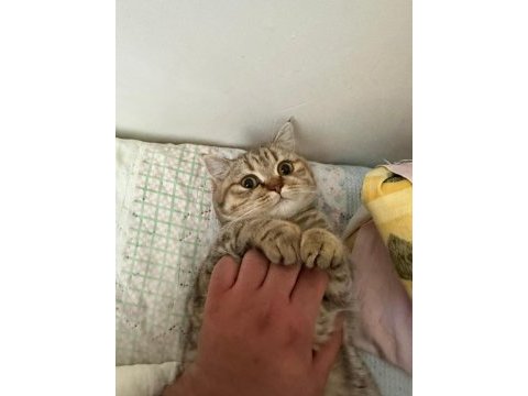 British shorthair golden point