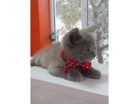 2 aylık british shorthair lilac yavru