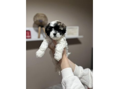 Maltese terrier yavrularımız için yuva aranıyor