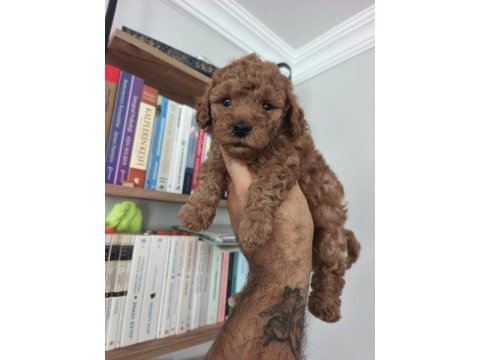 Toy poodle bebekler