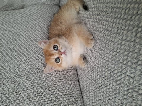 Safkan british golden shorthair yavrular