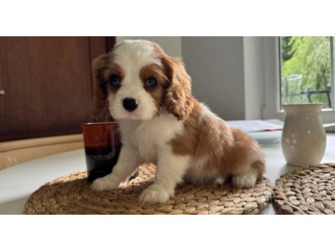 En özel cavalier king charles yavrular