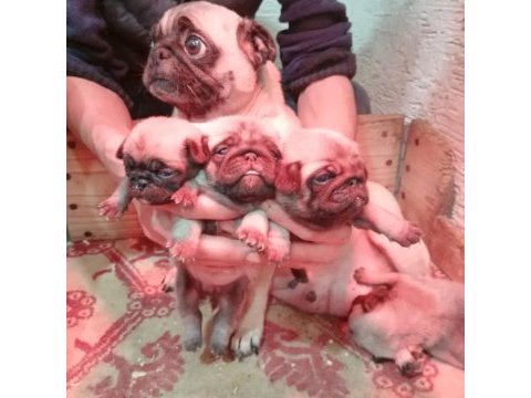 Pug yavrularımız ırk garantilidir