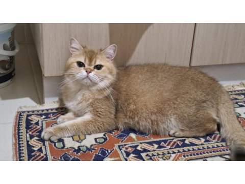 British shorthair golden yetişkin dişi
