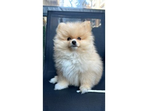 Aile aranıyor: sevimli pomeranian yavrusu cookie