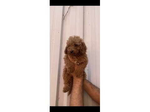 Poodle yavrularımız aşılı karneli teslime hazır