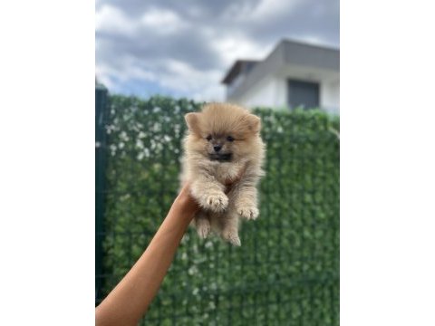 Pomeranian boo sevimli surat