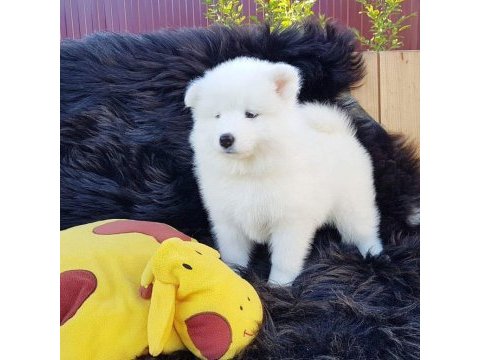 Pamuk gibi samoyed yavruları
