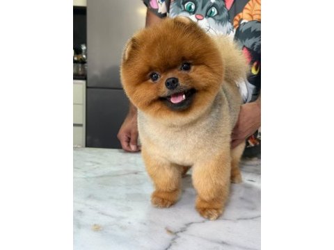 15 aylık kusursuz erkek teddy bear surat pomeranian