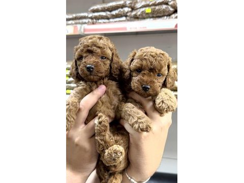 Veteriner hekimden red brown tea cup toy poodle yavrular