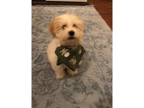 Yavru maltese terrier
