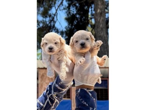 Kore maltipoo kilo ve büyümeme garantili