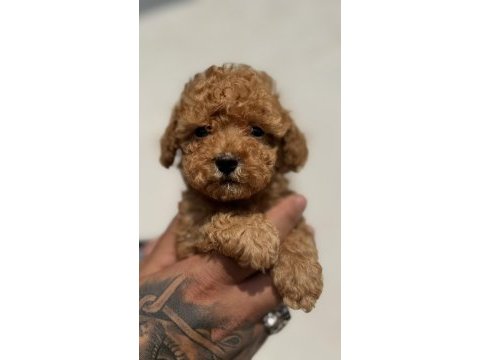 Toy poodle yavrularımız