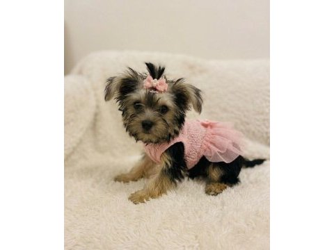 Teddy yorkie bebek