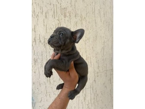 Anatomi harikası french bulldog bebekler