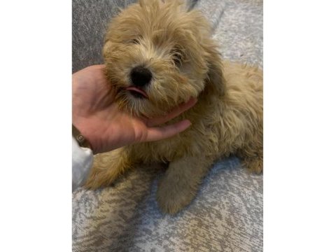 Minik maltipoo yavruları